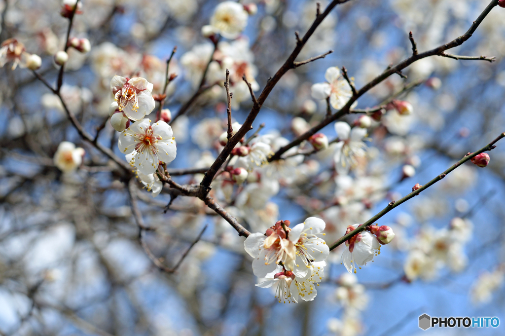 梅の花