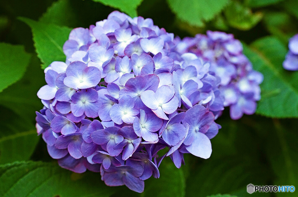 紫陽花　4