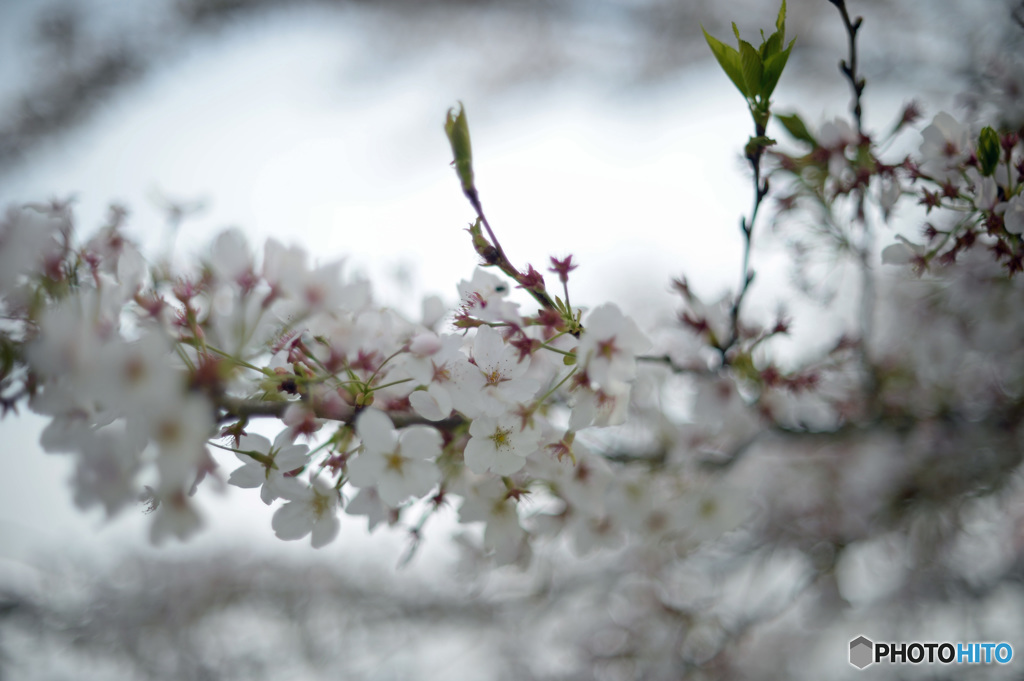 葉桜の二