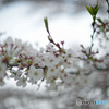 葉桜の二