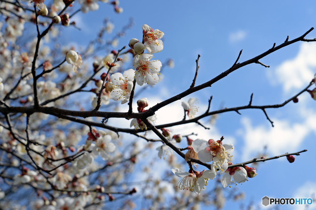 梅の花　Ⅱ