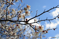 梅の花　Ⅱ