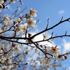 梅の花　Ⅱ