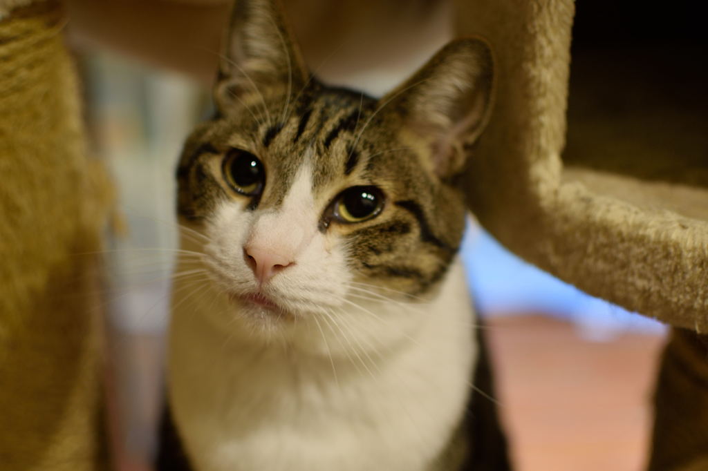 うちの猫①