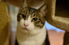 うちの猫①