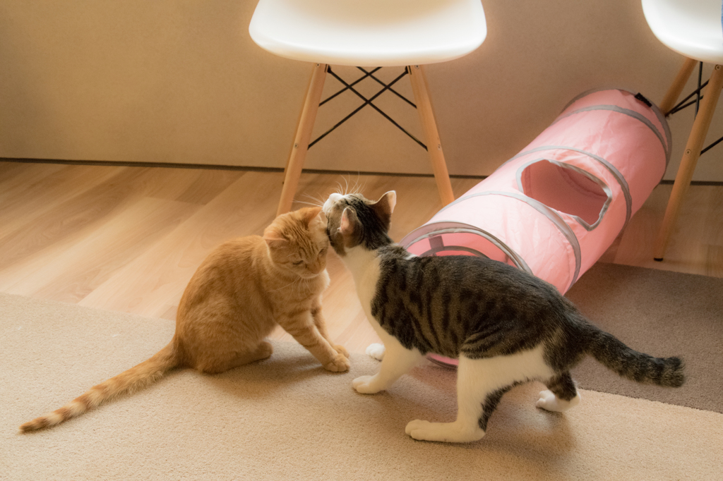 猫カフェ③