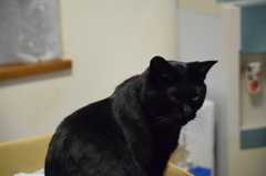 うちの猫⑧