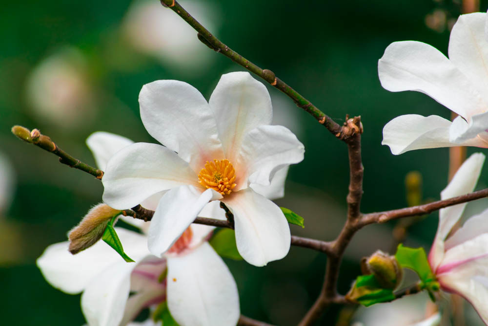 井の頭公園の花