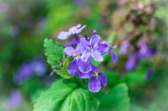 公園の花③