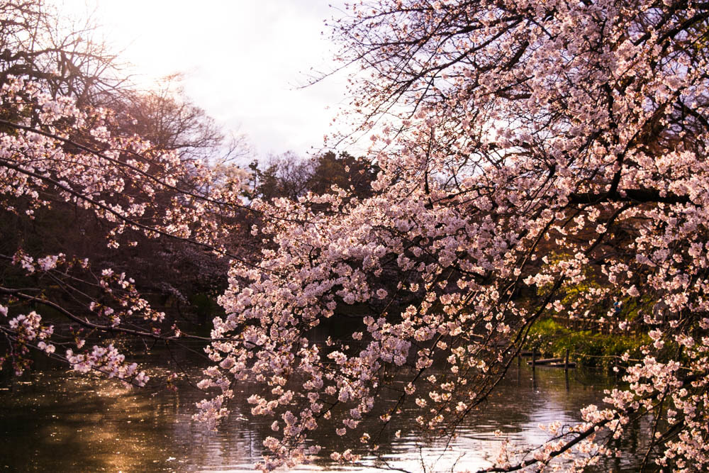 井の頭公園の桜