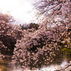 井の頭公園の桜