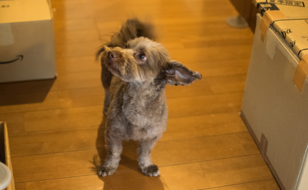 良く遊びに来る犬