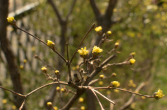 庭の花②