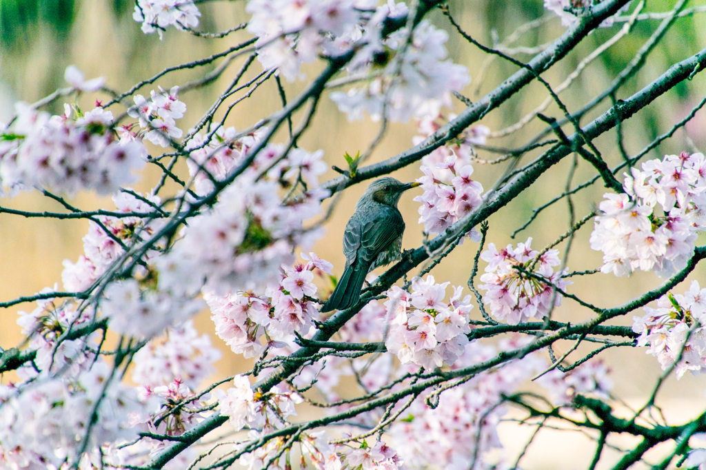 早朝の公園②