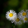 公園の花