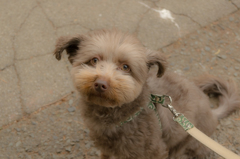 犬の散歩