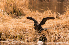 近所の公園の鳥②