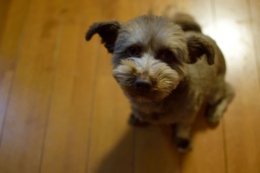 また遊びに来た犬