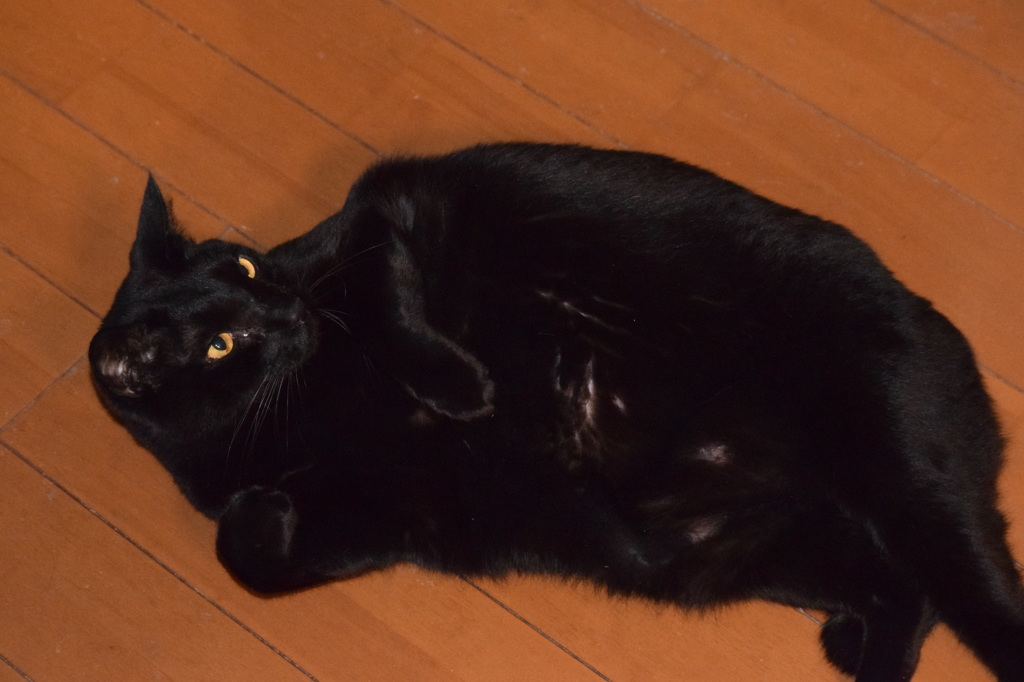 うちの猫⑤