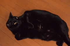 うちの猫⑤