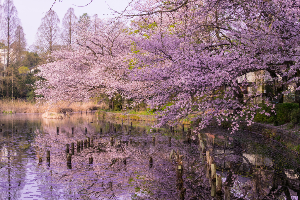 早朝の公園①