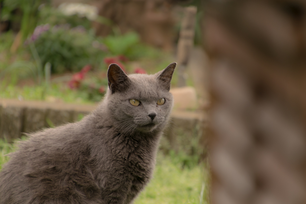 庭の猫①