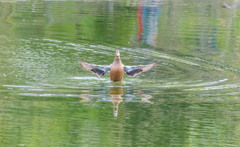 近所の公園の鳥①