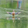 近所の公園の鳥①