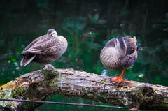 近所の公園の鳥③