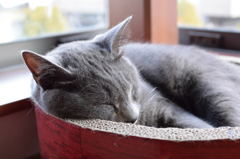 うちの猫③