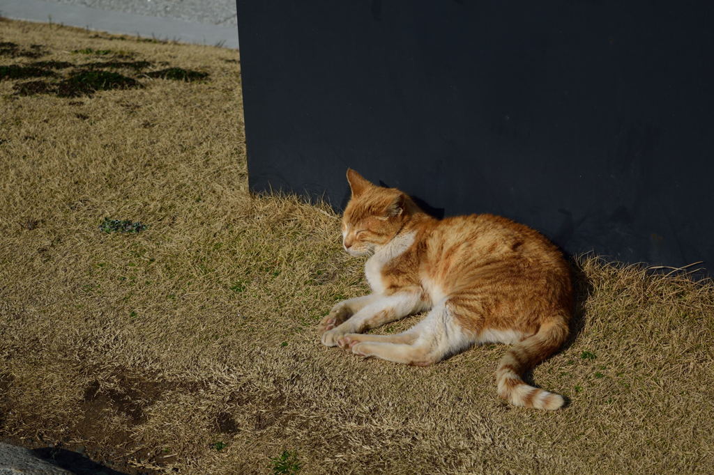 やっぱり猫