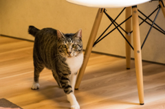 猫カフェ①