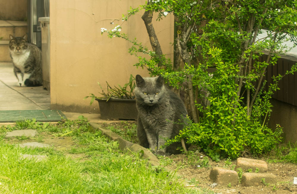 庭の猫
