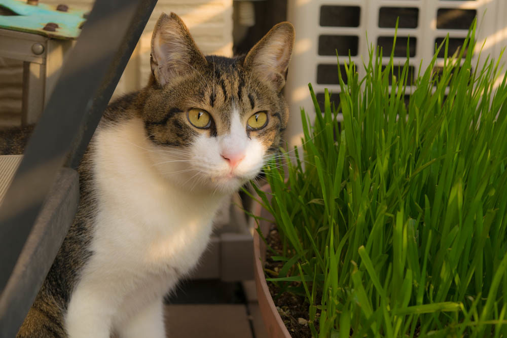 草食系猫