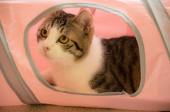 猫カフェ②