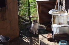 庭の猫①