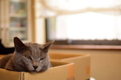 うちの猫⑦