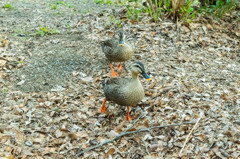 井の頭公園の鴨