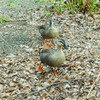 井の頭公園の鴨