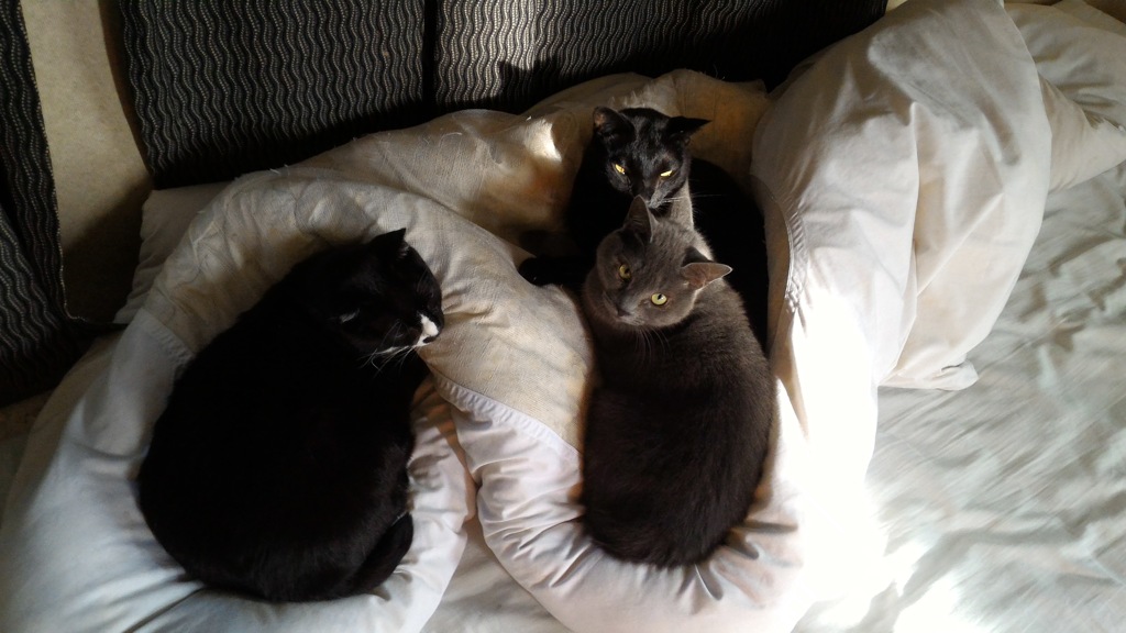 ねこの日③