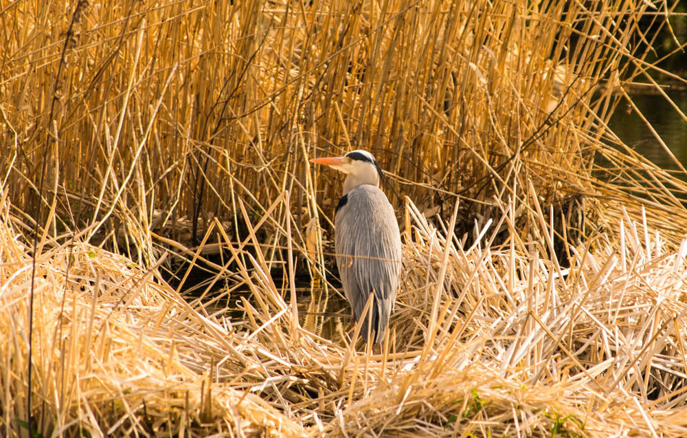 近所の公園の鳥④