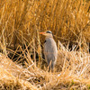 近所の公園の鳥④