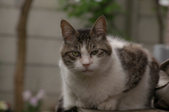 庭の猫②