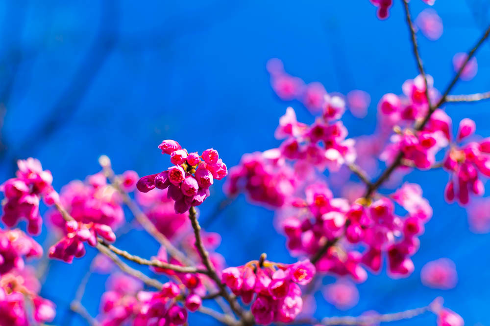 公園の花⑤