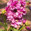 庭の花①