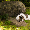 昼寝する庭猫