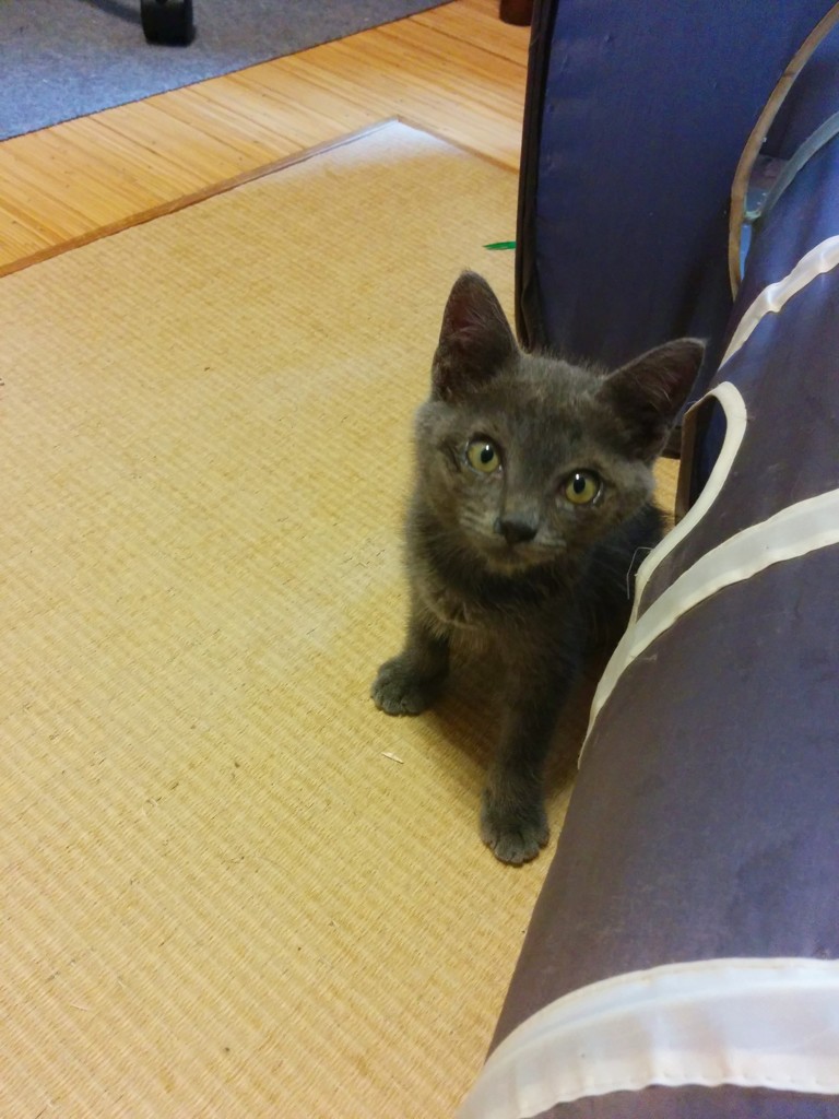 ねこの日①