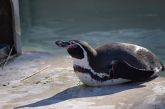 近所の動物園にて