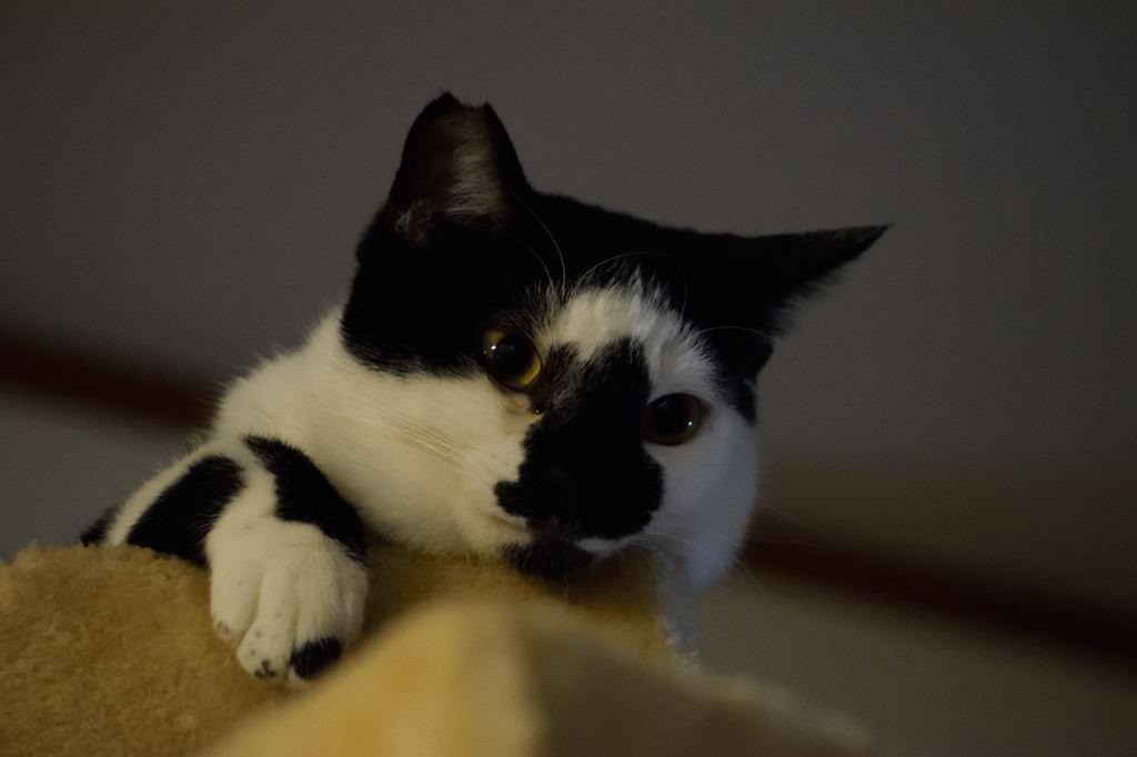 うちの猫②