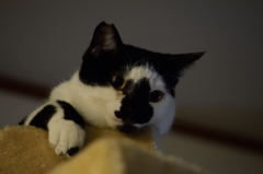 うちの猫②